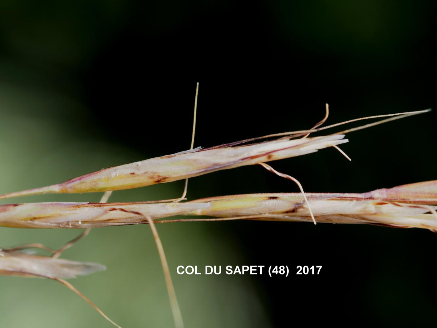 Oat-grass, (False brome) flower